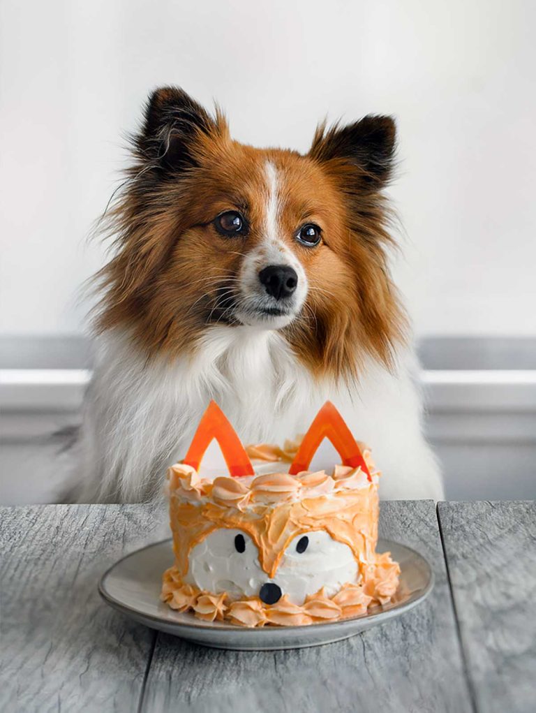 Fox Carrot Cake for Dogs