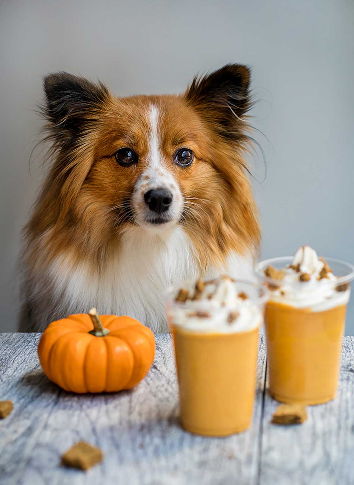 pumpkin spice latte dog puppaccino